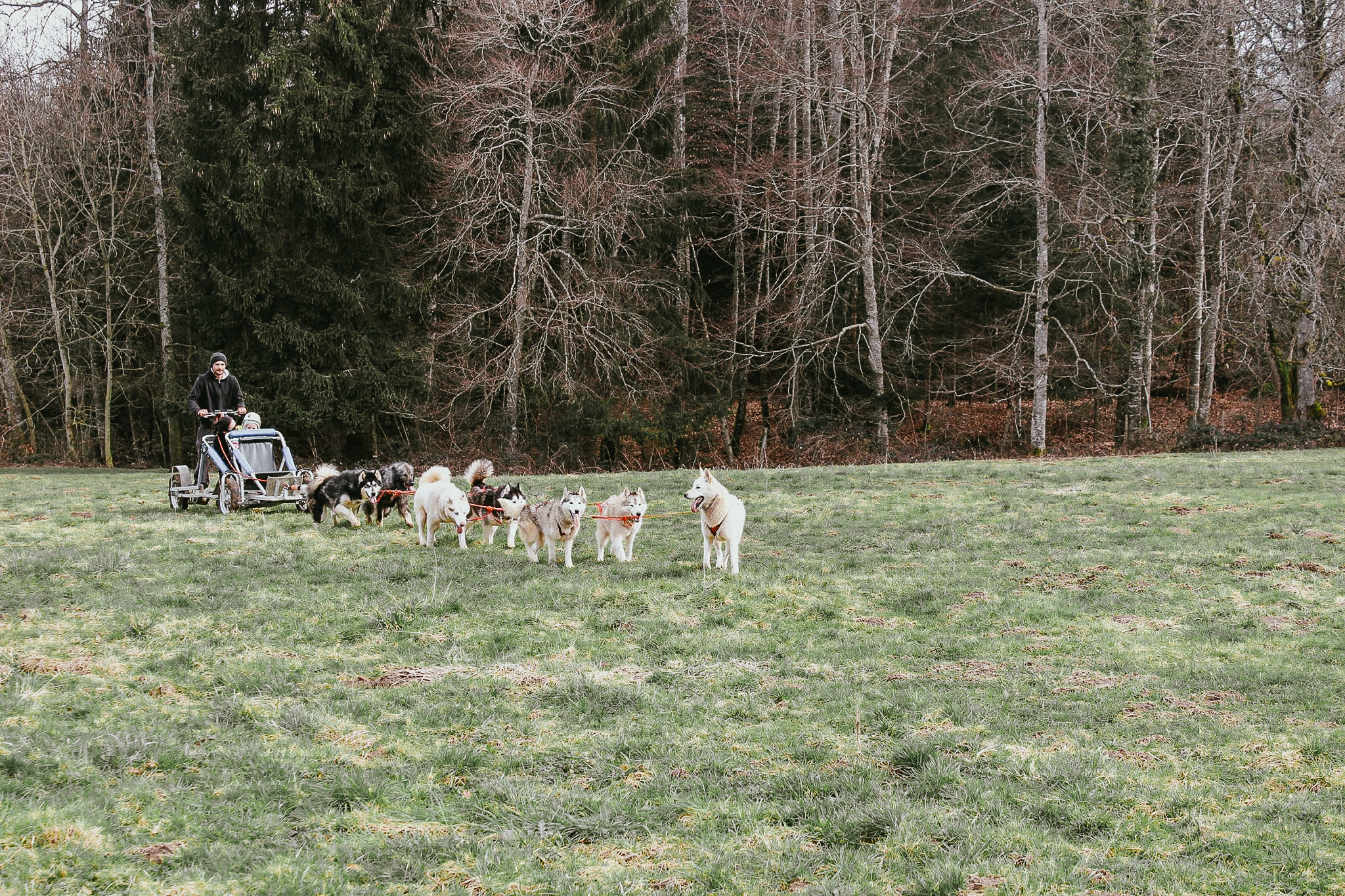Balade cani-kart en forêt à Eteaux