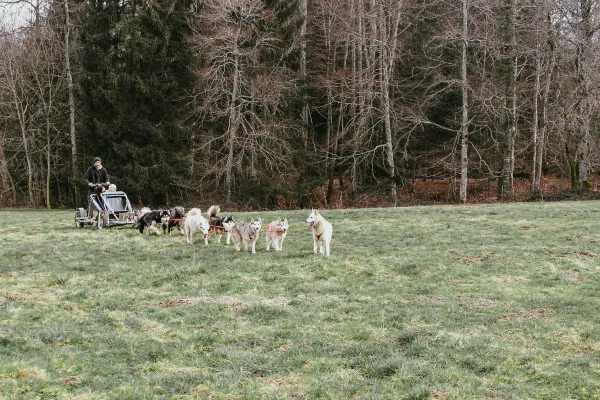 Balade cani-kart en forêt