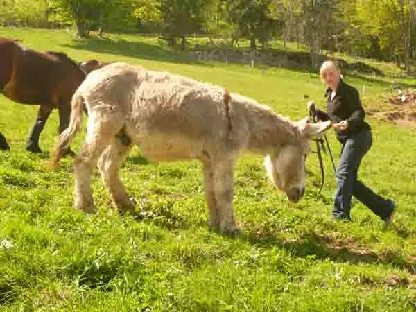 Balade sur le sentier de Bellevaux avec un bourriquet