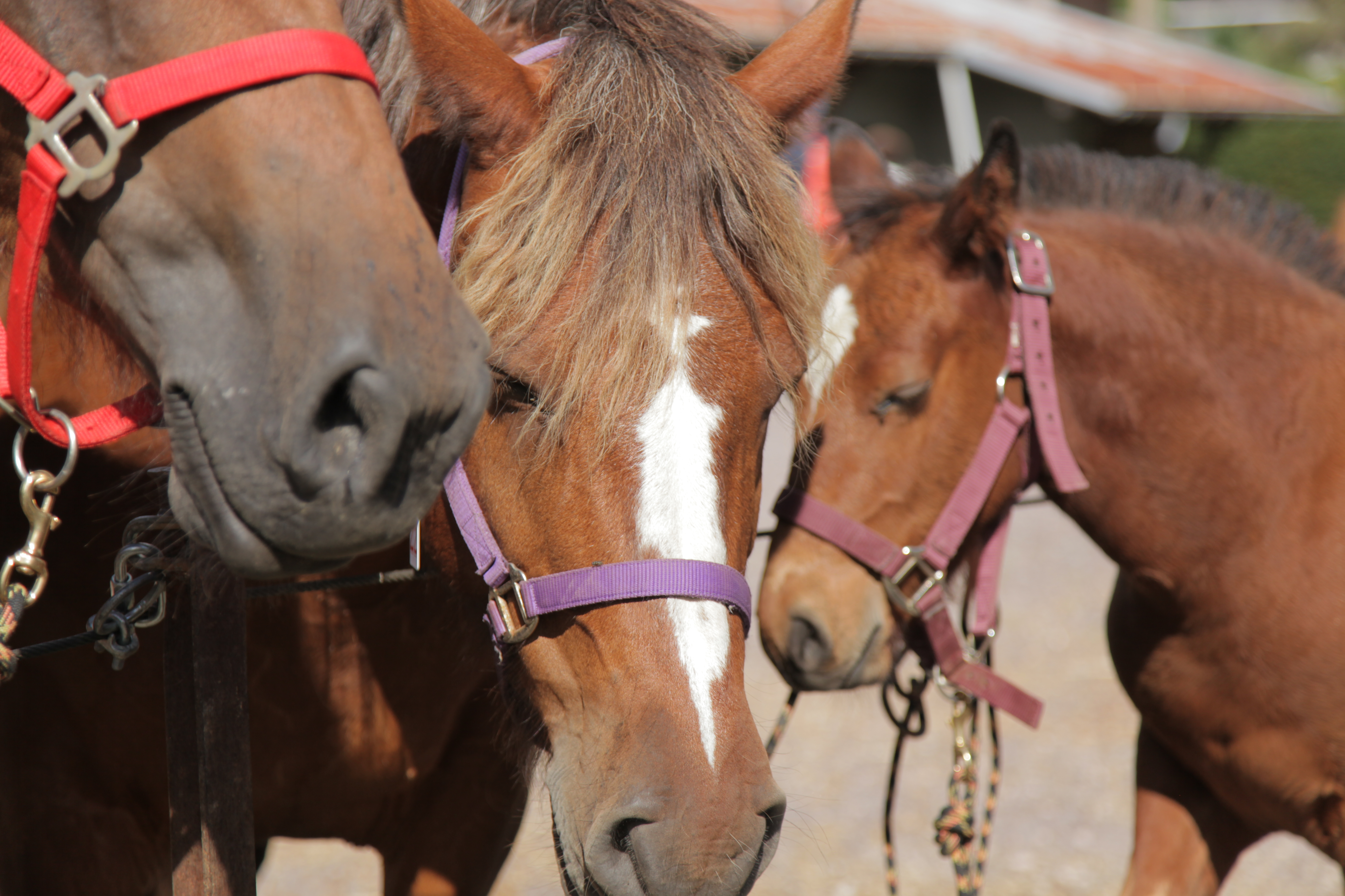 Chevaux et poulais atelés