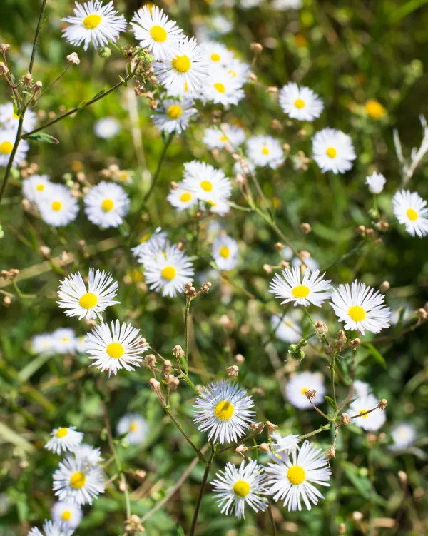 Fleurs