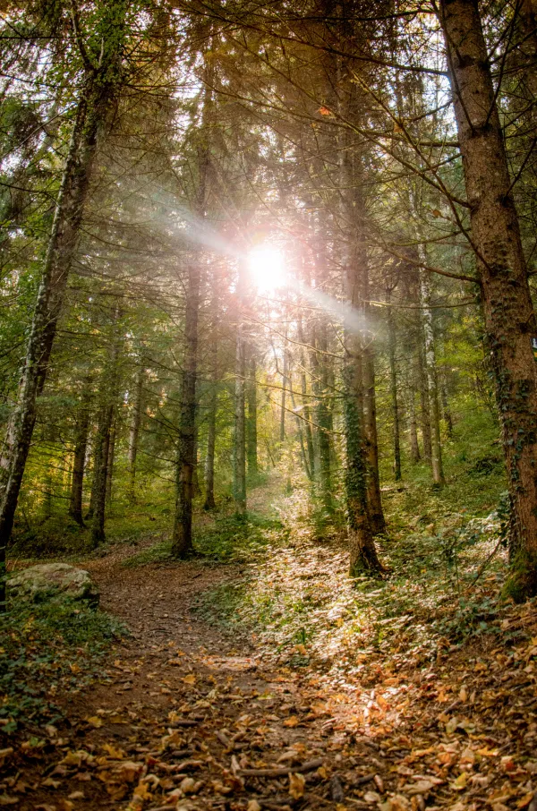 Boucle pédestre : chemin du bois de la Cure