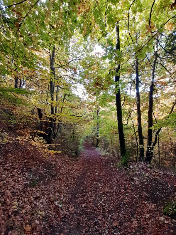Sentier en forêt