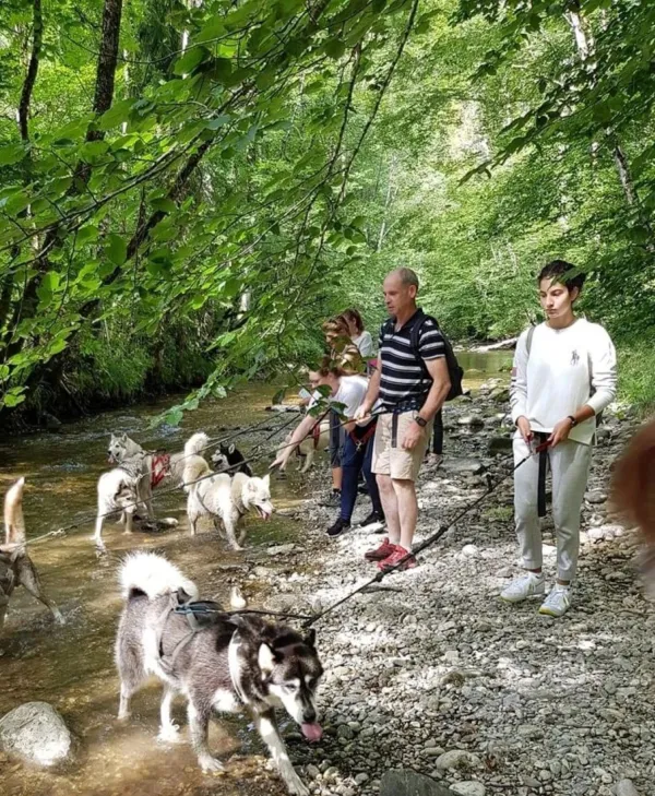 Canirandonnée avec husky - séance encadrée