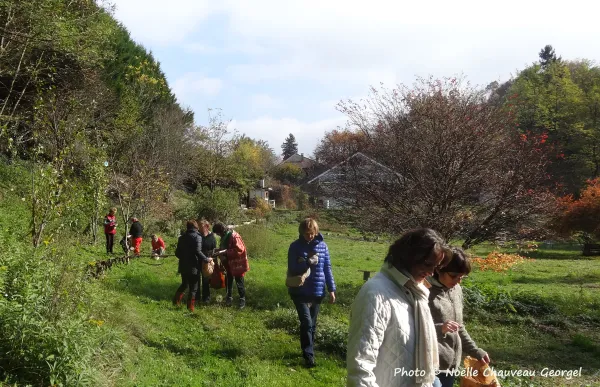 Animations plantes sauvages