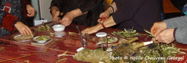 Animations plantes sauvages