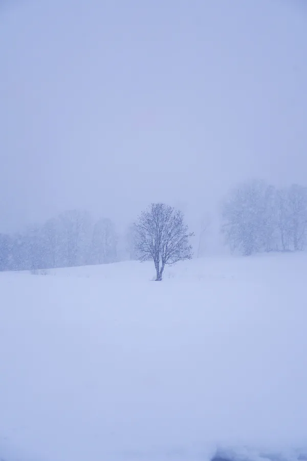 Lumières d'alpages : un automne et un hiver  à Combloux - Exposition de Caroline Gallien-Lavorel
