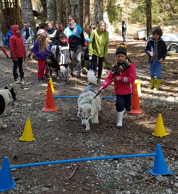 A la rencontre des chiens nordiques : cani-balade et/ou agility