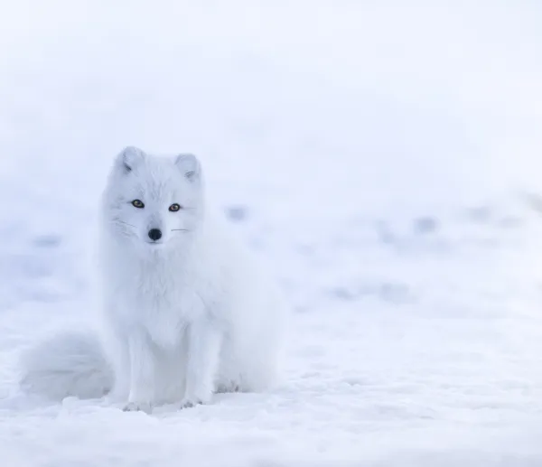 Festival Images et neige