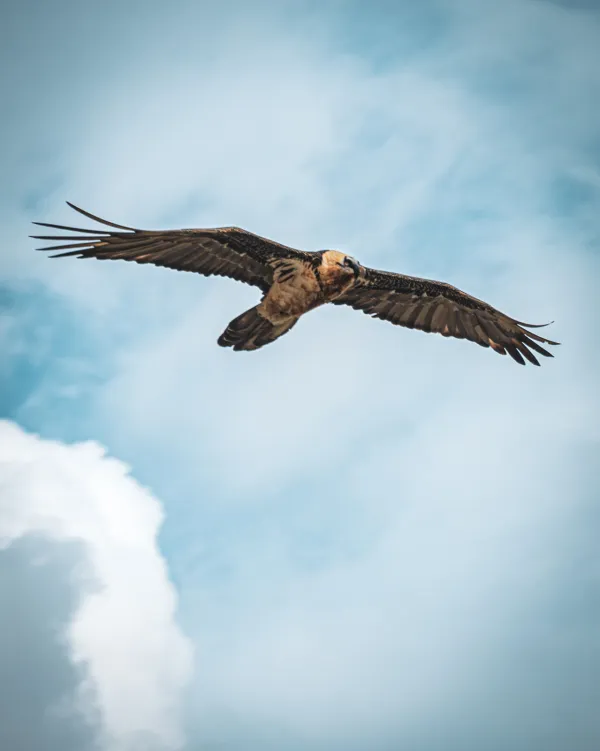 photo du gypaète barbu