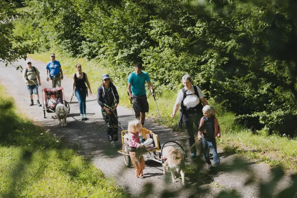 Promenade Sulky attelé avec les chiens de traîneaux