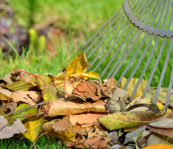 Tout ce que je peux faire avec mes déchets verts