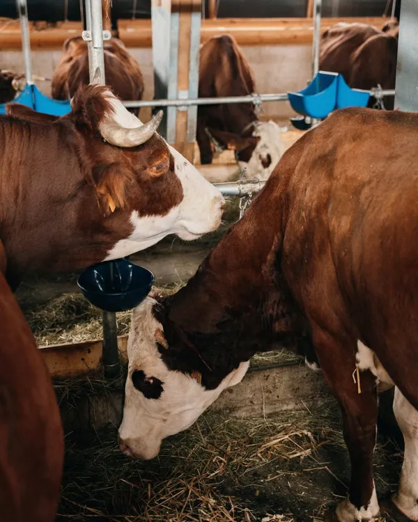 Visite de la ferme de l'Auboury_La Chapelle-d'Abondance