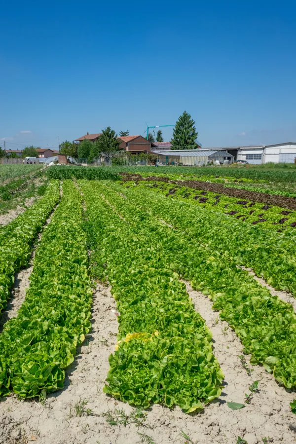 Le Potager du Léman - GAEC La Renouillère