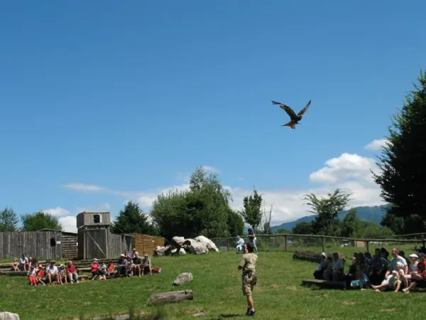 Parc des Aigles du leman