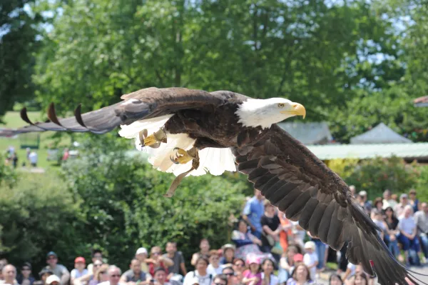 Parc animalier des Aigles du Léman