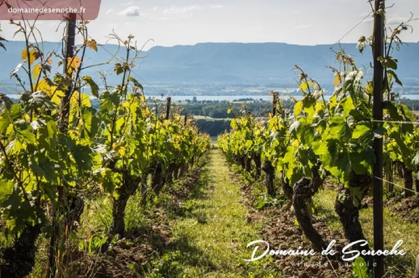 Domaine de Senoche