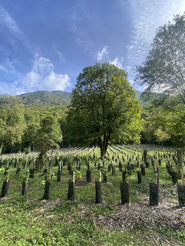 Com Les Pros : visite des vignes agroforestières