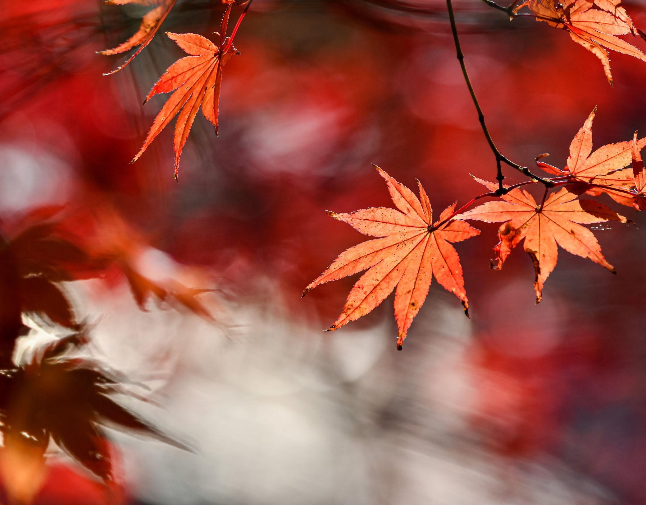 feuilles oranges