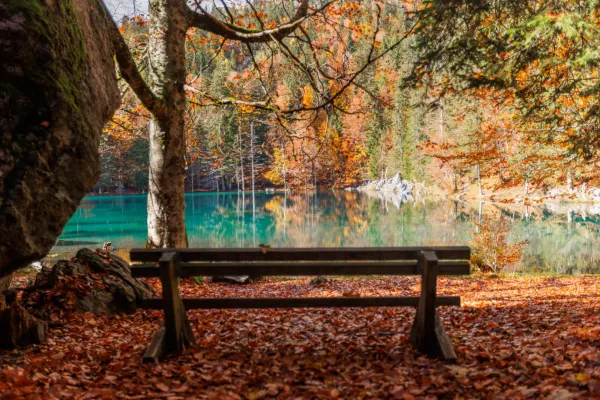 Sous les feuilles, la vie !