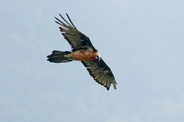 RAPACES : Maîtres des aires
