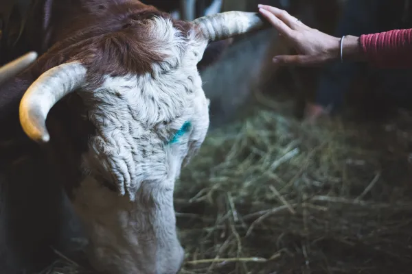 Visite guidée d'une ferme