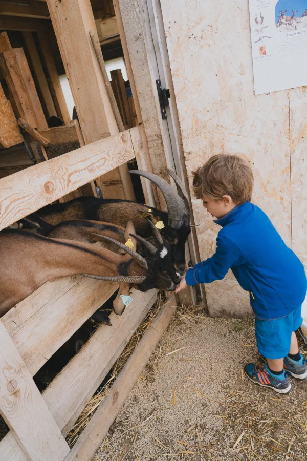 les enfants nourrissent les chèvres