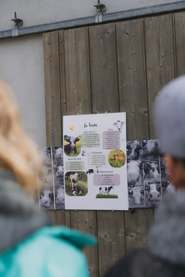 l'étable des vaches