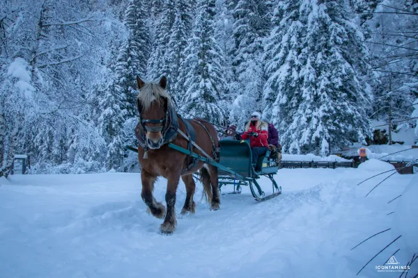 Balade traineaux à cheval - Francis Callamard