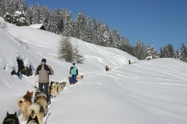 Chiens de traîneau : randonnées sur plusieurs jours