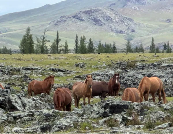 Exposition photos et textes sur la Mongolie