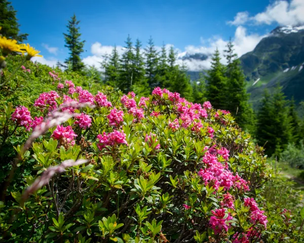 Des rhododendrons dans la réserve naturelle des Contamines, face au Mont Blanc