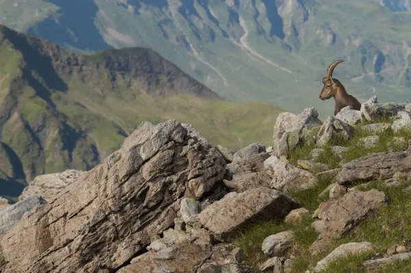 Une faune protégée