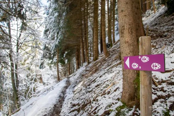 Balade en plein cœur de la forêt