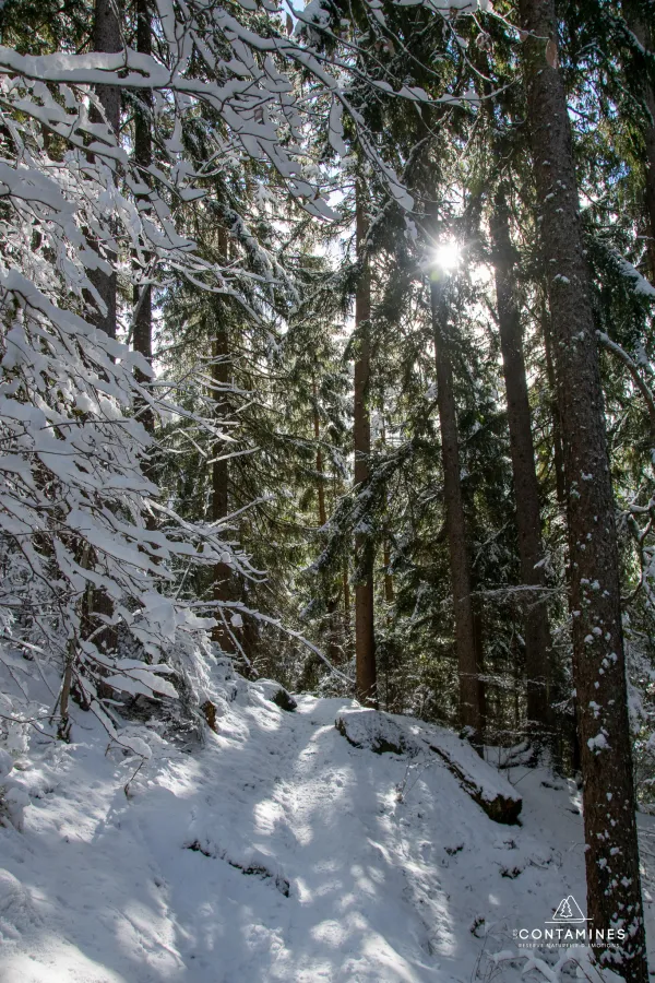 Plénitude en pleine forêt