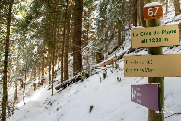 Promenade dans la forêt enneigée