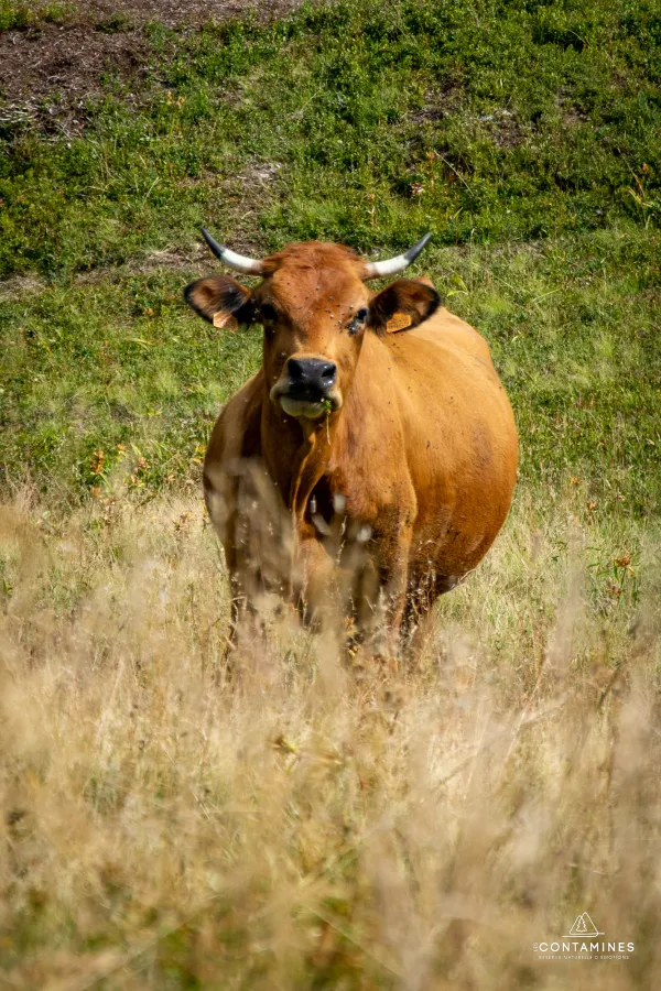 Une vache tarine sur le sentier du Col du Joly