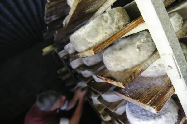 Les fromages à l'affinage