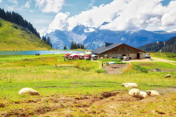 L'alpage et moutons
