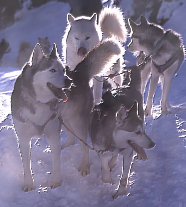 chiens de traîneaux