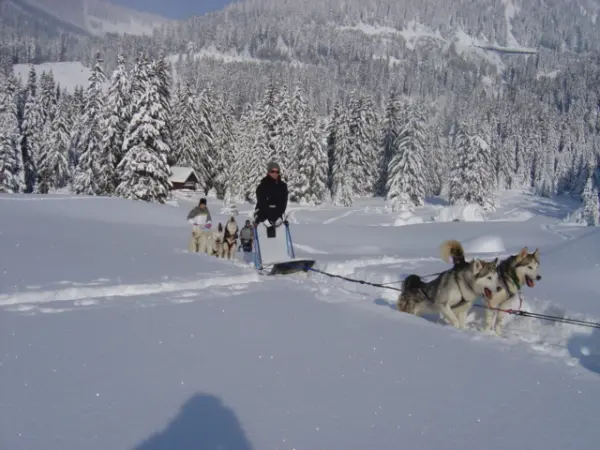 Balade en chiens de traîneau - Huskydalen