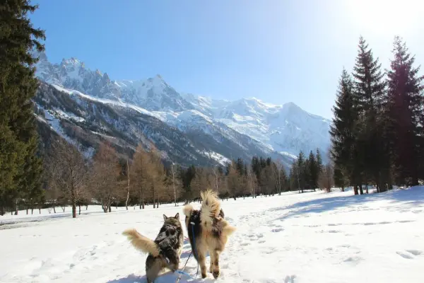 Balade en chiens de traîneau - Huskydalen