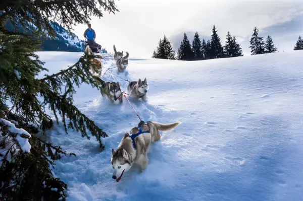Conduite d'un attelage de chiens de traîneaux - Évasion Nordique 74