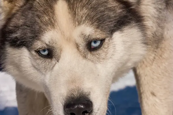 Conduite d'un attelage de chiens de traîneaux - Évasion Nordique 74