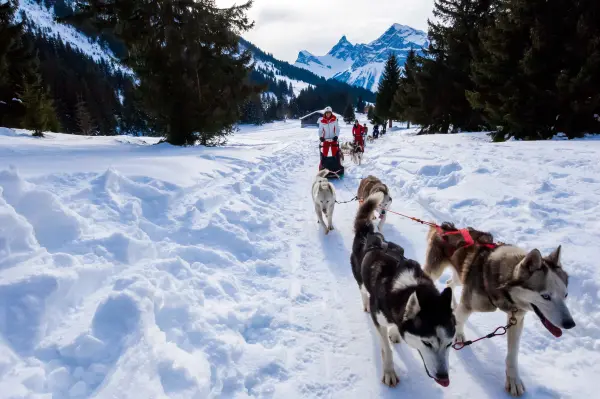 Conduite d'un attelage de chiens de traîneaux - Évasion Nordique 74