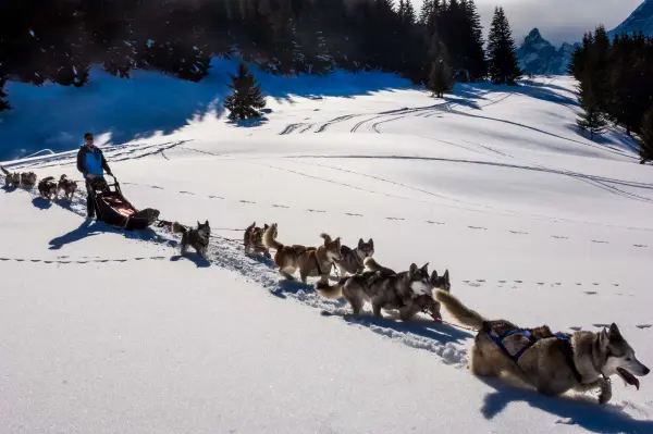 Conduite d'un attelage de chiens de traîneaux - Évasion Nordique 74