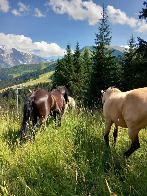 Centre d'équitation naturelle officiel des Carroz - Cheval des Cimes
