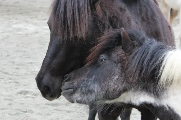 Centre d'équitation naturelle - Cheval des Cimes