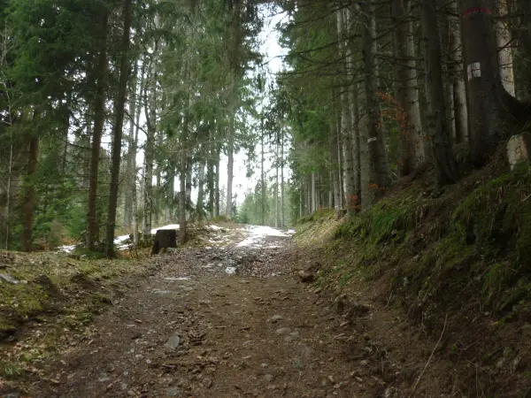 Passage en forêt