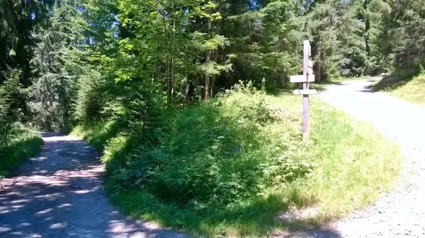 Chemin ombragé en forêt